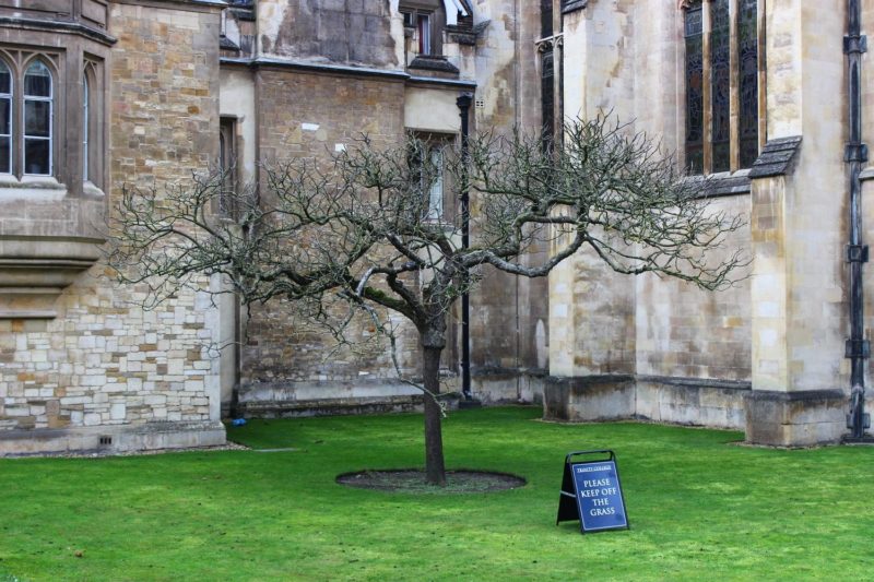 Tree outside Trinity College Cambridge 